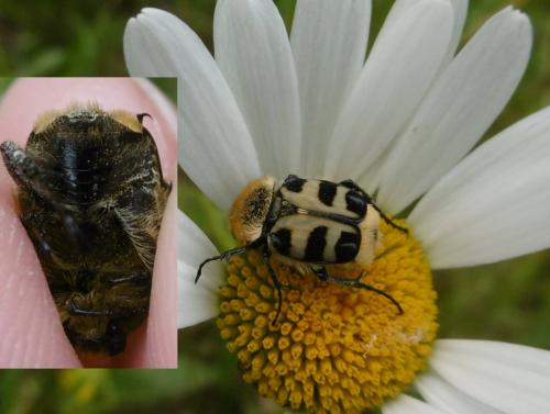 Trichius sp.